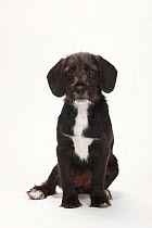 Mixed Breed Dog, puppy aged 14 weeks