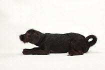 Mixed Breed Dog, puppy, aged 14 weeks, lying down looking eager