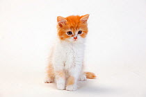 British Longhair Cat, kitten, with 'red-tabby-mackerel-white'   sitting