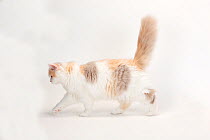 British Longhair Cat, kitten with 'lilac-tortie-white'  , aged 4 months, walking profile