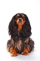 Cavalier King Charles Spaniel, bitch, with black-and-tan coat, sitting