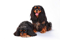 Cavalier King Charles Spaniel, two bitches with black-and-tan coat sitting and lying down