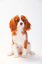 Cavalier King Charles Spaniel, puppy with blenheim coat sitting , aged 5 months