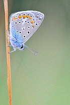 Common blue butterfly (Polyommatus icarus), Vallee de la Seille (Seille Valley), Lorraine, France, August