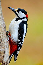 Male Great spotted woodpecker (Dendrocopos major), Vallee de la Moselle, Lorraine, France, July.