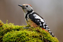 Female Middle spotted woodpecker, (Dendocropos Medius), Vallee de la Moselle, Lorraine, France, April.