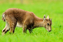 Juvenile Ibex (Capra Ibex), Neuchatel, Switzerland, September.