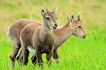 Two juvenile Ibex (Capra Ibex), Neuchatel, Switzerland, September.
