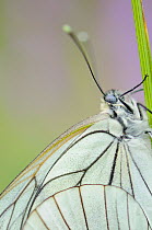 Black veined white butterfly (Aporia crataegi) close up, Vallee de la Seille (Seille Valley), Lorraine, France, June.