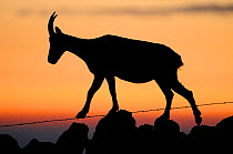 Ibex (Capra ibex) silhouetted walking along a stone wall with barbed wire, Neuchatel, Switzerland, September.