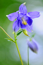European columbine, (Aquilegia vulgaris) in flower. Foret de Puvenellle, Lorraine Regional National Park, France, May.