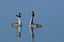 Pair of Great crested grebes (Podiceps cristatus) displaying, Vallee de la Moselle, Lorraine, France, March.