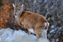 Juvenile Ibex (Capra ibex), Neuchatel, Switzerland, March.