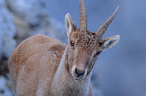 Juvenile Ibex (Capra ibex), Neuchatel, Switzerland, March.