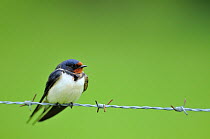 Barn swallow (Hirundo rustica) perched on a barbed wire fence, Lorraine, France, May.