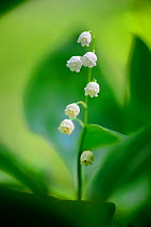 Lily of the valley (Convallaria majalis), Foret de Puvenelle, Lorraine Regional Natural Park, Lorraine, France, May.