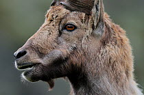 Male Ibex (Capra ibex), Aiguilles Rouges National Nature Reserve, Haute-Savoie, France, June.