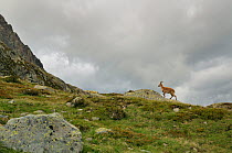 Ibex (Capra ibex), Aiguilles Rouges National Nature Reserve, Haute-Savoie, France, June.