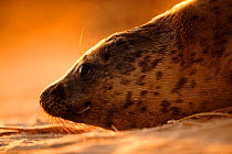 Grey seal (Halichoerus grypus) hauled out on a beach at sunrise, Donna Nook Lincolnshire Wildlife Trust Reserve, Lincolnshire, England, UK, January.