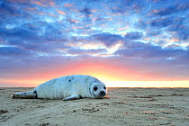 Common seal (Phoca vitulina) pup hauled out on a beach at sunrise, Donna Nook Lincolnshire Wildlife Trust Reserve, Lincolnshire, England, UK, January.
