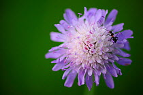Wood ant (Formica rufa) on a Field scabious (Knautia arvensis) flower, Franche-Comte, France, May.