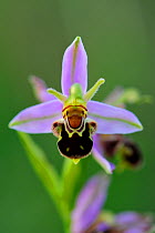 Bee Orchid (Ophrys apifera). Lorraine Regional Natural Park, Lorraine, France, June.