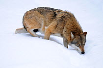 Grey Wolf (Canis lupus) on snow. Omega, Germany, Bavarian National Park, February. Captive