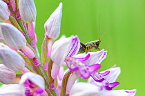Dark Bush Cricket (Pholidoptera griseoaptera) on Lady Orchid (Orchis Purpurea). Haute-Savoie, France, June.
