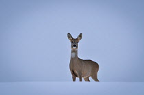 Roe deer (Capreolus capreolus) portrait. Vallee de la Seille (Seille Valley), Lorraine, France, December.