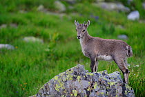 Alpine Ibex (Capra ibex ibex), Aiguilles Rouges (Red Peaks) Nature Reserve, Chamonix, Haute-Savoie, France, August.