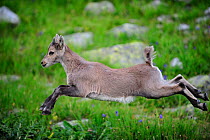 Alpine Ibex (Capra ibex ibex) juvenile running, Aiguilles Rouges (Red Peaks) Nature Reserve, Chamonix, Haute-Savoie, France, August.