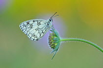 Marbled white butterfly (Melanargia galathea), Vallee de la Seille (Seille Valley), Lorraine, France, June.