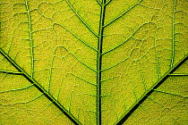 Close up of a Plane tree (Platanus) leaf showing veins, Lorraine Regional Natural Park, France, May