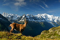 Alpine ibex (Capra ibex ibex) in front of the Mont Blanc massif, seen from the Aiguilles Rouges (Red Peaks) Regional Natural Park, Haute-Savoie, France, June.