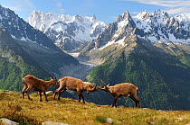 Two male Alpine ibex (Capra ibex ibex) fighting in front of the Mer de Glace glacier, with a female watching, Aiguilles Rouges (Red Peaks) Regional Natural Park, Haute-Savoie, France, June.