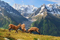 Two male Alpine ibex (Capra ibex ibex) fighting in front of the Mer de Glace glacier, with a female nearby, Aiguilles Rouges (Red Peaks) Regional Natural Park, Haute-Savoie, France, June.