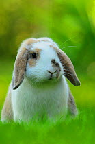 Portrait of brown and white coated Holland lop-eared domestic rabbit (Oryctolagus cuniculus domesticus), Lorraine, France, July