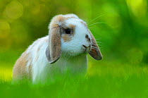 Portrait of brown and white coated Holland lop-eared domestic rabbit (Oryctolagus cuniculus domesticus), Lorraine, France, July