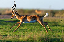RF- Impala (Aepyceros melampus) male running at dawn, Masai-Mara Game Reserve, Kenya. (This image may be licensed either as rights managed or royalty free.)