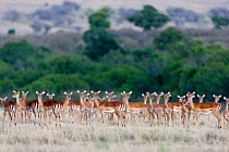 Impala (Aepyceros melampus) herd, Masai-Mara Game Reserve, Kenya