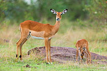 Impala (Aepyceros melampus) female and young, Masai-Mara Game Reserve, Kenya