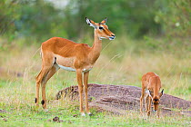 Impala (Aepyceros melampus) female and young, Masai-Mara Game Reserve, Kenya