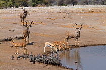 Greater kudu (Tragelaphus strepsiceros) males drinking at a waterhole with Impalas (Aepyceros melampus) Etosha national park, Namibia