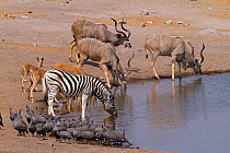 RF- Greater kudu (Tragelaphus strepsiceros) males drinking at waterhole with Impalas (Aepyceros melampus) and Zebras (Equus quagga) Etosha National Park, Namibia. (This image may be licensed either as...