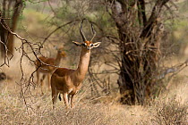 Gerenuk (Litocranius walleri) male standing in savanna, Samburu Game Reserve, Kenya