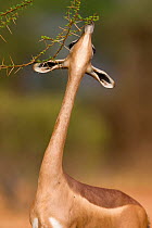 Gerenuk (Litocranius walleri) female eating, neck outstretched, Samburu game reserve, Kenya