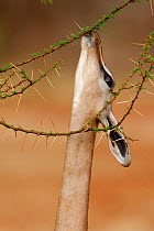 Gerenuk (Litocranius walleri) female eating, Samburu game reserve, Kenya