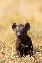 Spotted hyena (Crocuta crocuta) baby at den, Masai-Mara Game Reserve, Kenya
