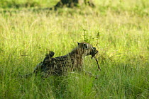 Spotted hyena (Crocuta crocuta) with newborn Thomson's gazelle (Eudorcas thomsoni) Masai-Mara Game Reserve, Kenya