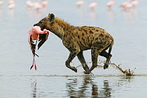 Spotted hyena (Crocuta crocuta) with Lesser flamingo (Phoenicopterus minor) it has just caught, Lake Nakuru, Kenya